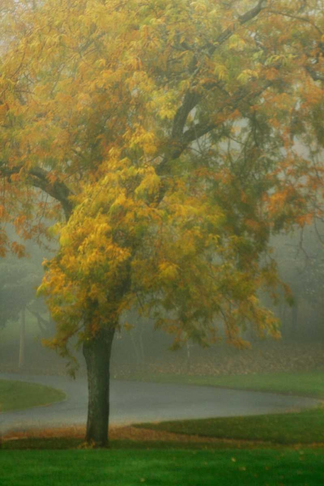 Colors in the Mist V art print by Vitaly Geyman for $57.95 CAD
