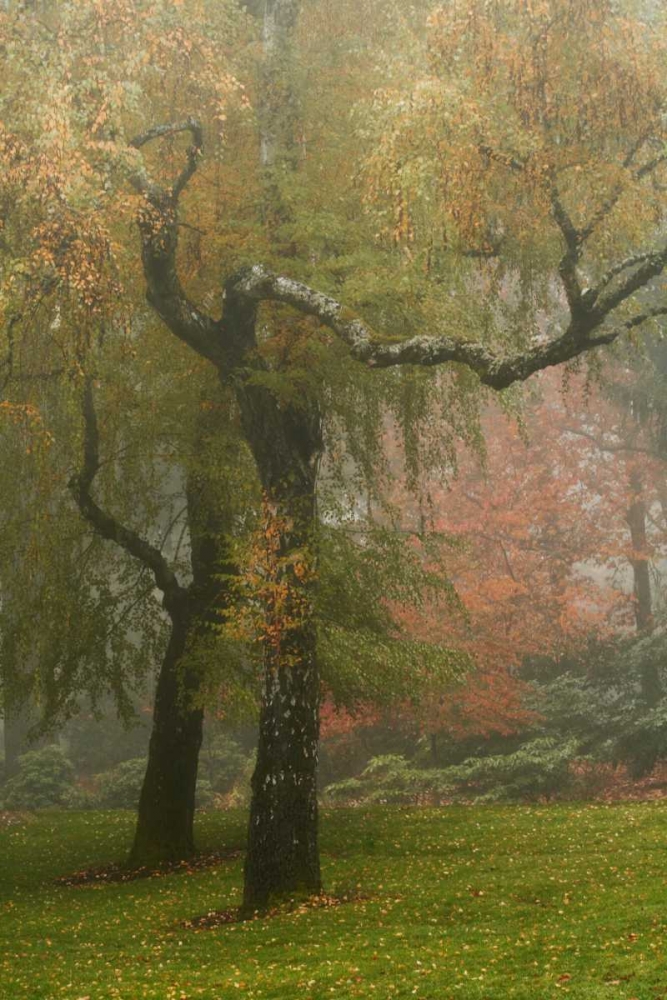 Colors in the Mist VI art print by Vitaly Geyman for $57.95 CAD