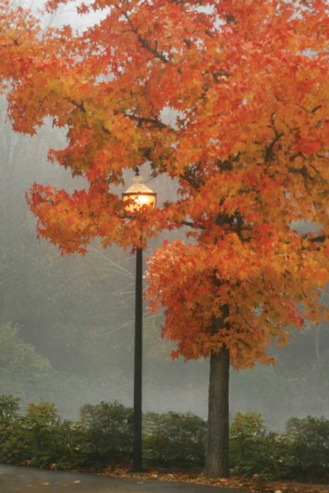 Colors in the Mist II art print by Vitaly Geyman for $57.95 CAD