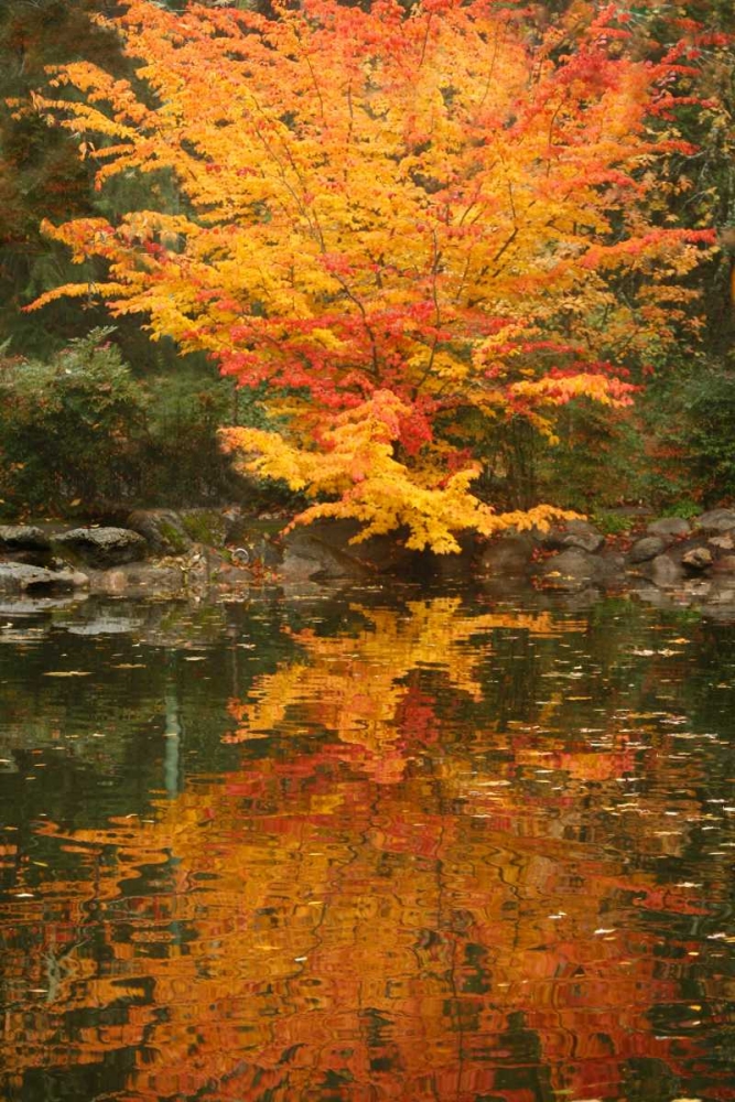 Fall Bouquet II art print by Vitaly Geyman for $57.95 CAD