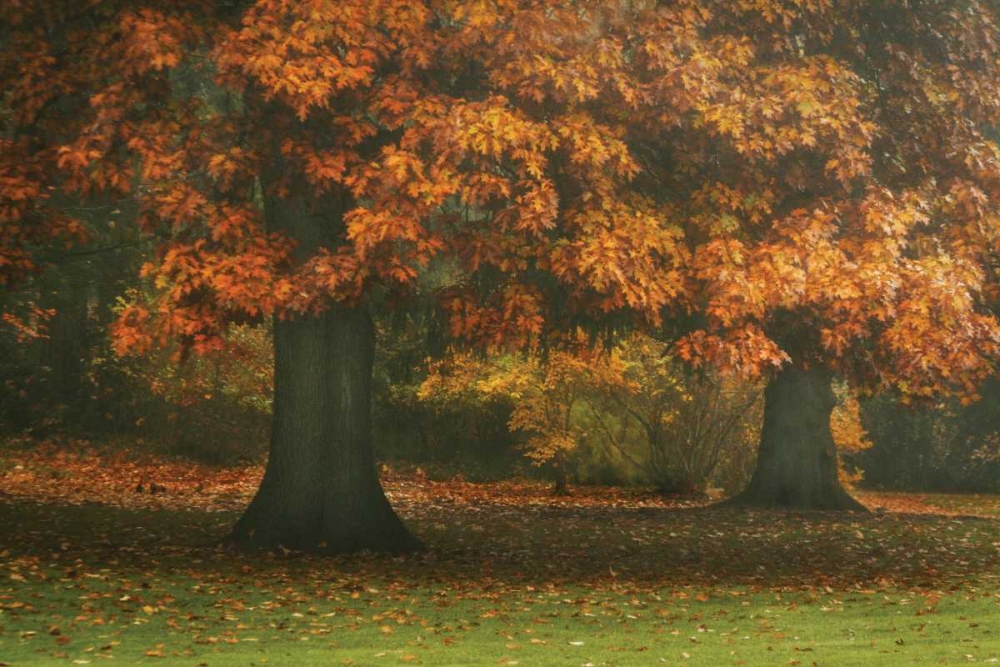 Red Oak Duo I art print by Vitaly Geyman for $57.95 CAD