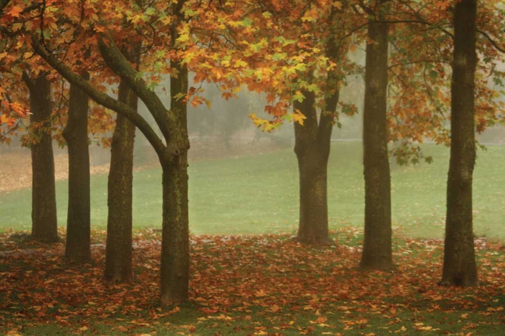 Colors in the Mist VII art print by Vitaly Geyman for $57.95 CAD