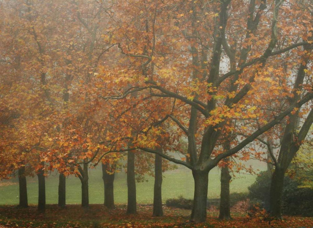 Colors in the Mist VIII art print by Vitaly Geyman for $57.95 CAD