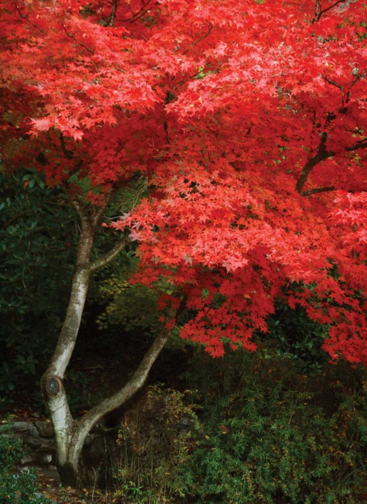 Maple Beauty I art print by Vitaly Geyman for $57.95 CAD