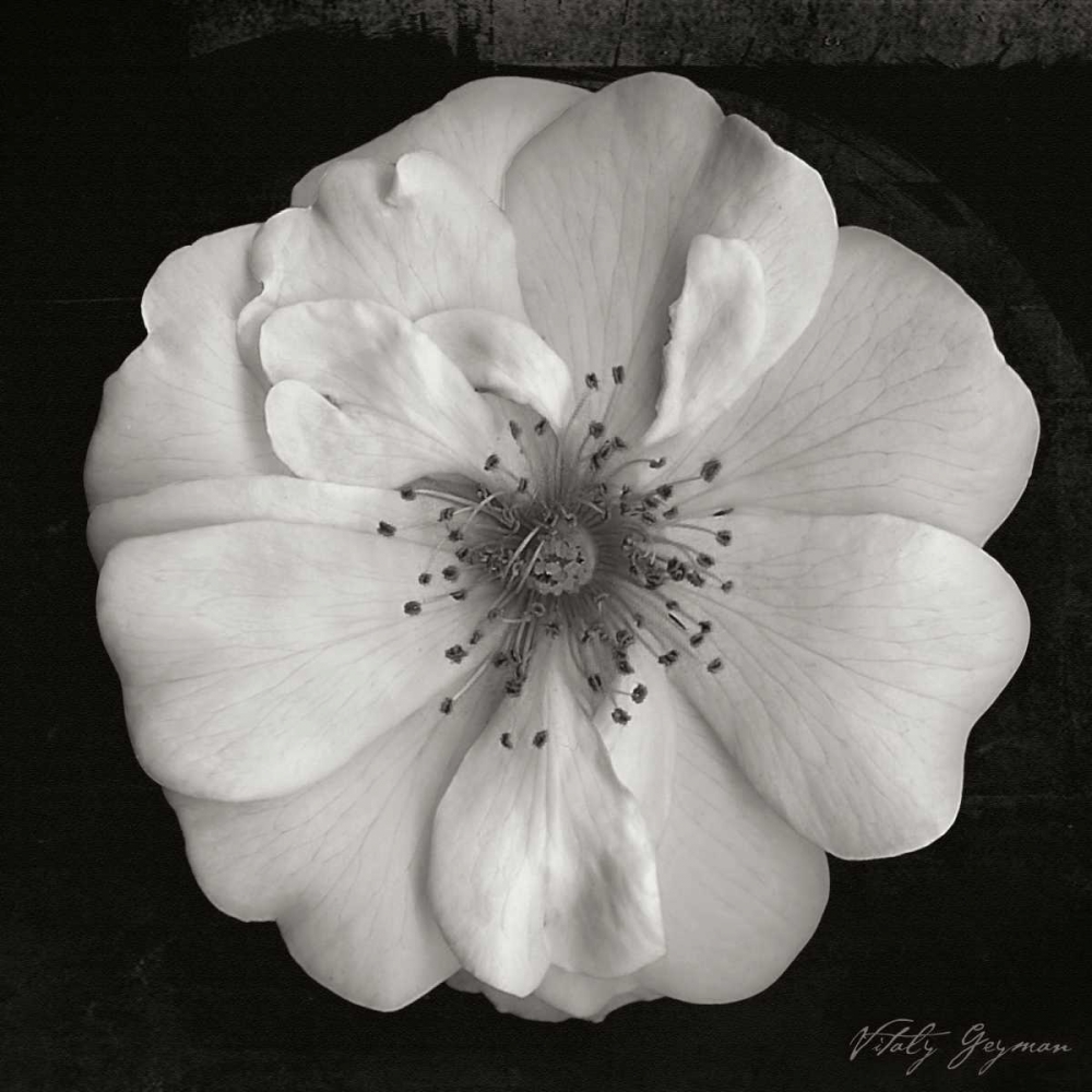 Classic Beauty Square art print by Vitaly Geyman for $57.95 CAD
