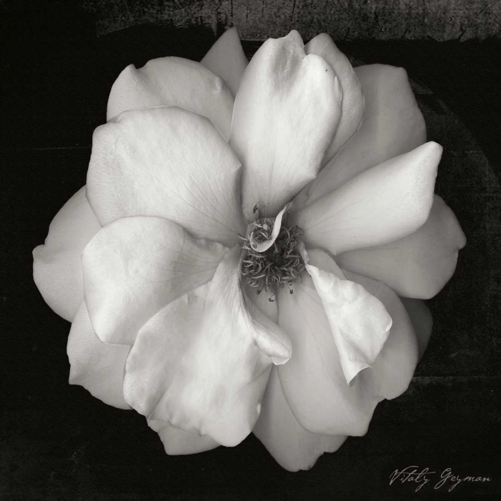 Wild Rose Square art print by Vitaly Geyman for $57.95 CAD