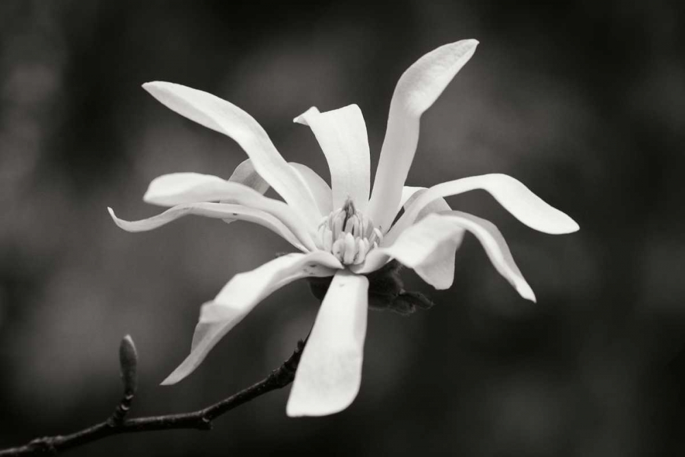 Magnolia Dreams I art print by Vitaly Geyman for $57.95 CAD