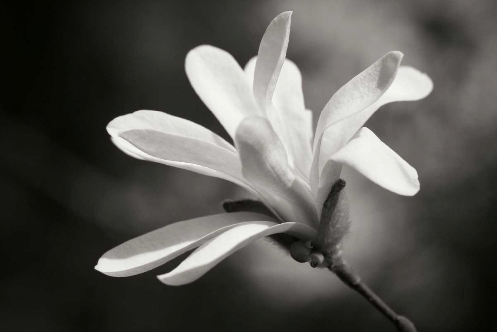 Magnolia Dreams II art print by Vitaly Geyman for $57.95 CAD