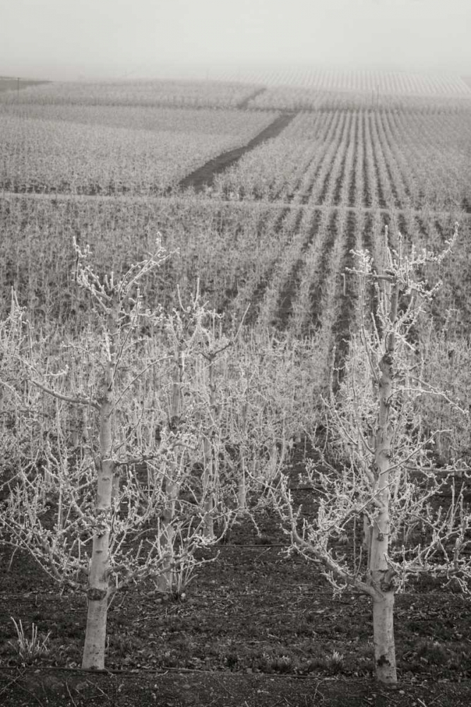 Pear Orchard II art print by Vitaly Geyman for $57.95 CAD