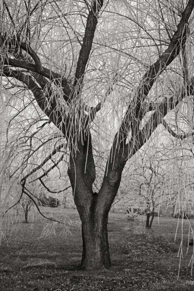 Winters Palace VII BandW art print by Vitaly Geyman for $57.95 CAD