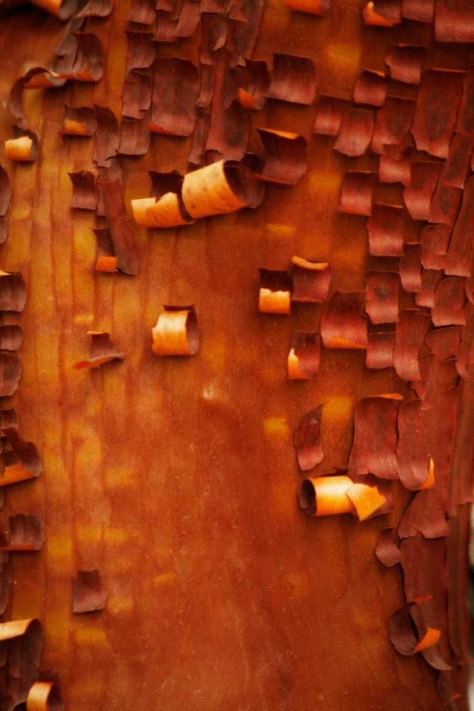 Menzanita Mosaic I art print by Vitaly Geyman for $57.95 CAD