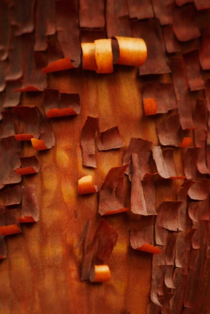 Menzanita Mosaic II art print by Vitaly Geyman for $57.95 CAD