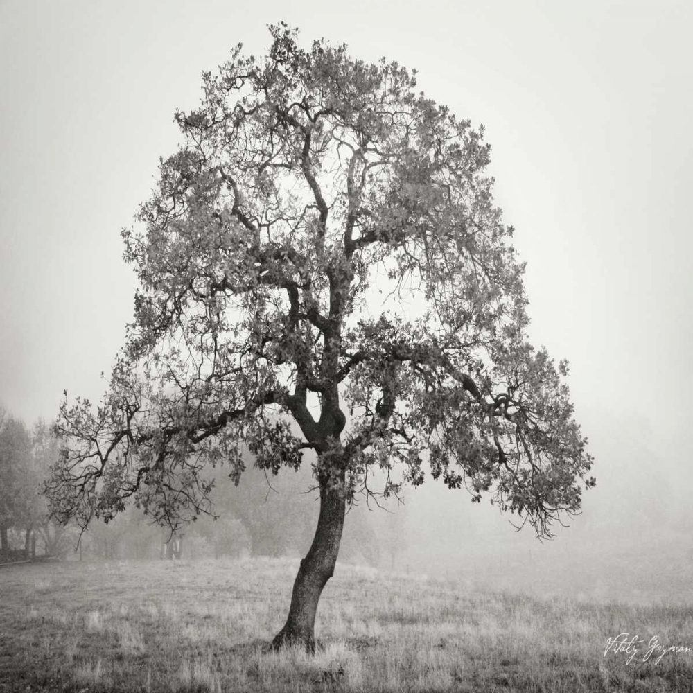 Burning Oak BW VII art print by Geyman Vitaly for $57.95 CAD