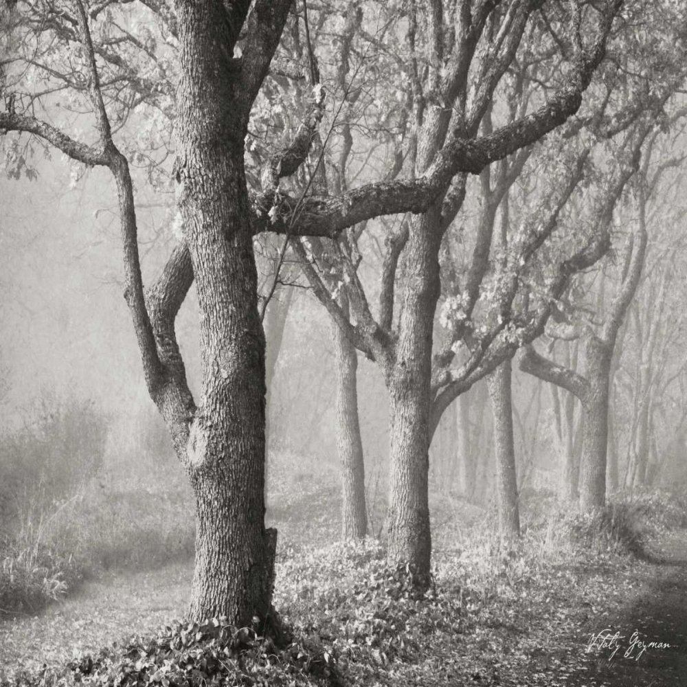 Tree in the Mist Sq art print by Geyman Vitaly for $57.95 CAD