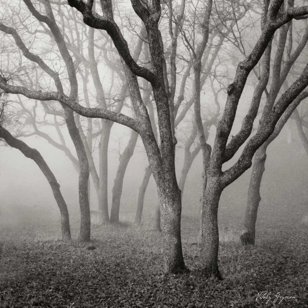 Misty Dance Sq art print by Geyman Vitaly for $57.95 CAD
