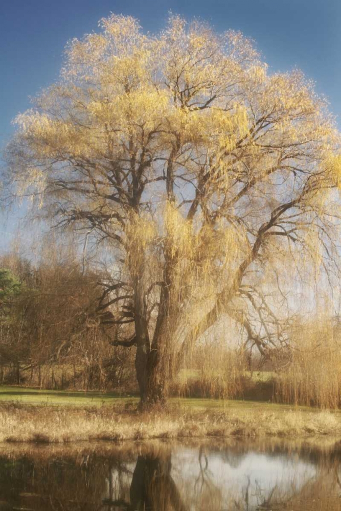 Willow Magic I art print by Geyman Vitaly for $57.95 CAD