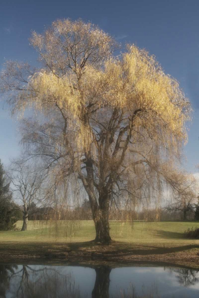 Willow Magic II art print by Geyman Vitaly for $57.95 CAD