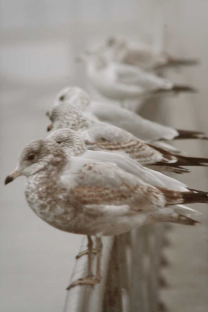 Seagul Paradise I art print by Geyman Vitaly for $57.95 CAD