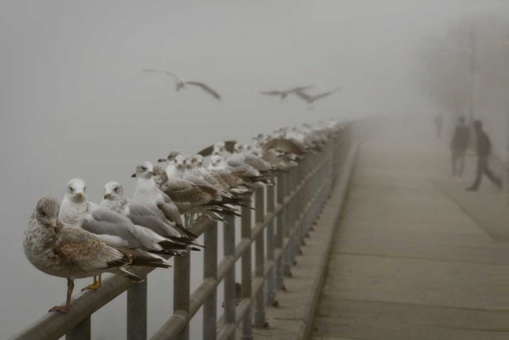 Seagul Paradise III art print by Geyman Vitaly for $57.95 CAD