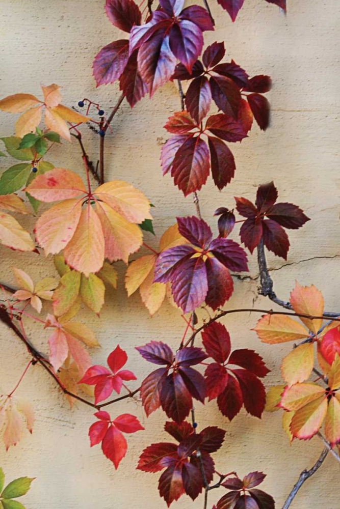 Vine Leaf Romance I art print by Geyman Vitaly for $57.95 CAD