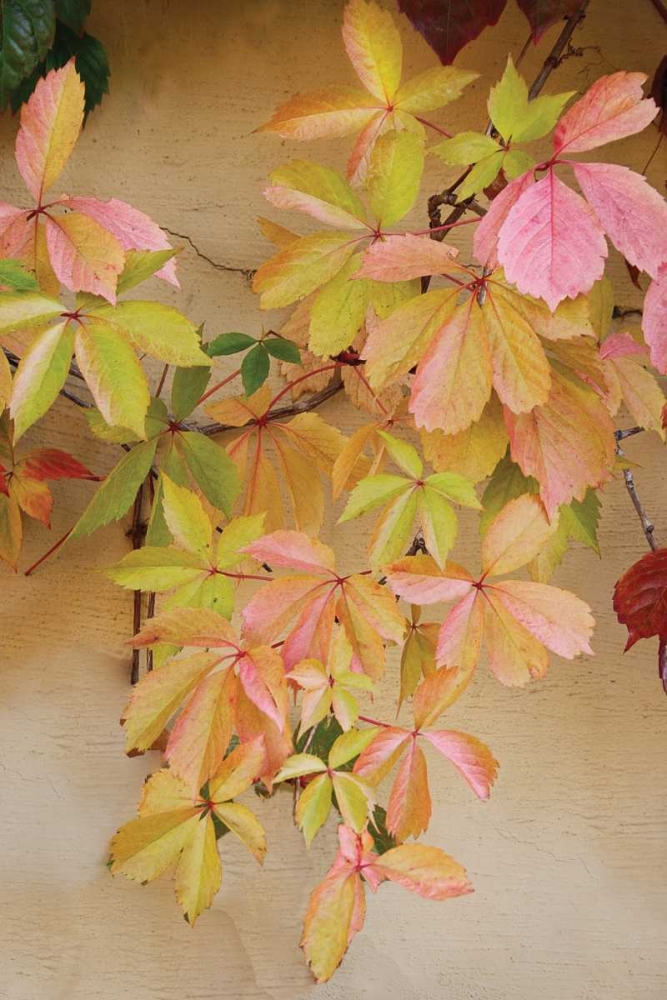 Vine Leaf Romance II art print by Geyman Vitaly for $57.95 CAD