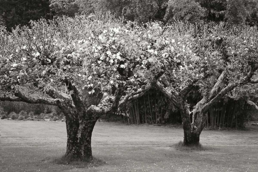 Orchard Serenity I art print by Vitaly Geyman for $57.95 CAD