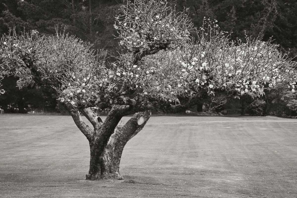 Orchard Serenity II art print by Vitaly Geyman for $57.95 CAD