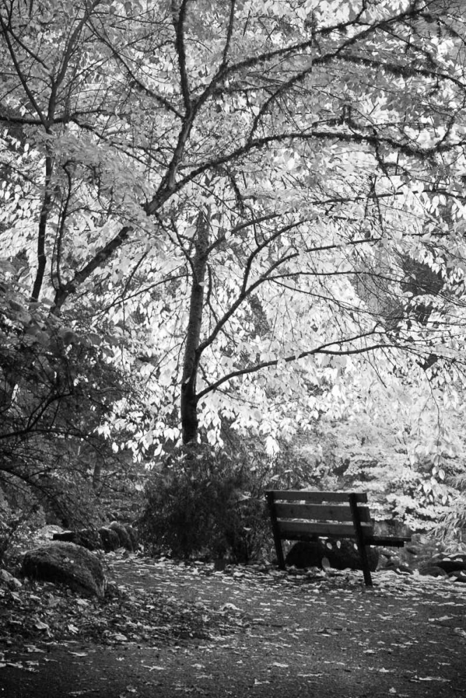 Fall Abundance I B and W art print by Vitaly Geyman for $57.95 CAD