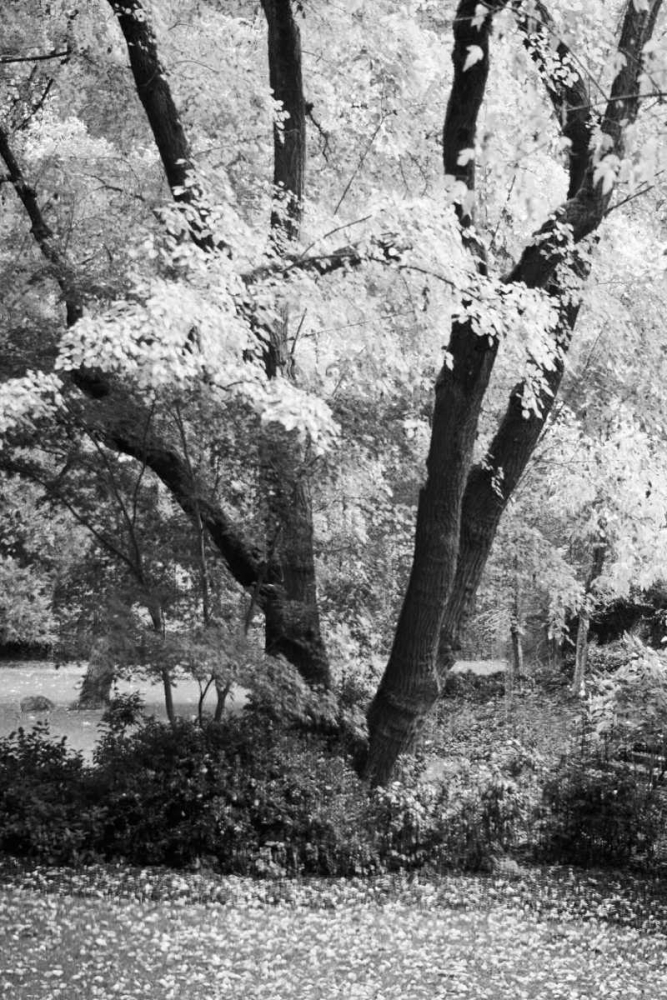 Fall Abundance II B and W art print by Vitaly Geyman for $57.95 CAD