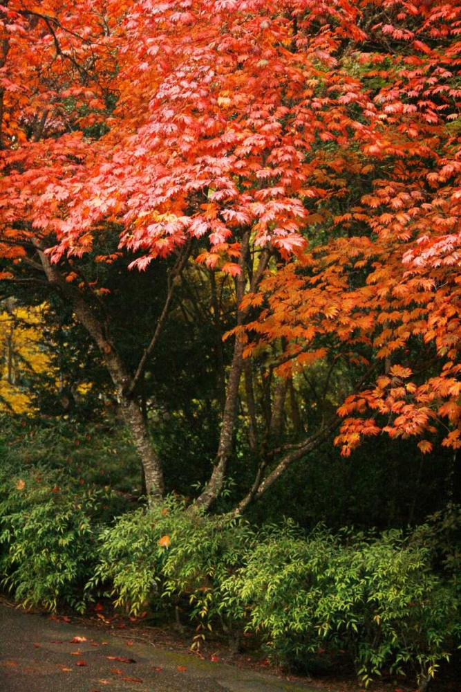 Fall Abundance IV art print by Vitaly Geyman for $57.95 CAD