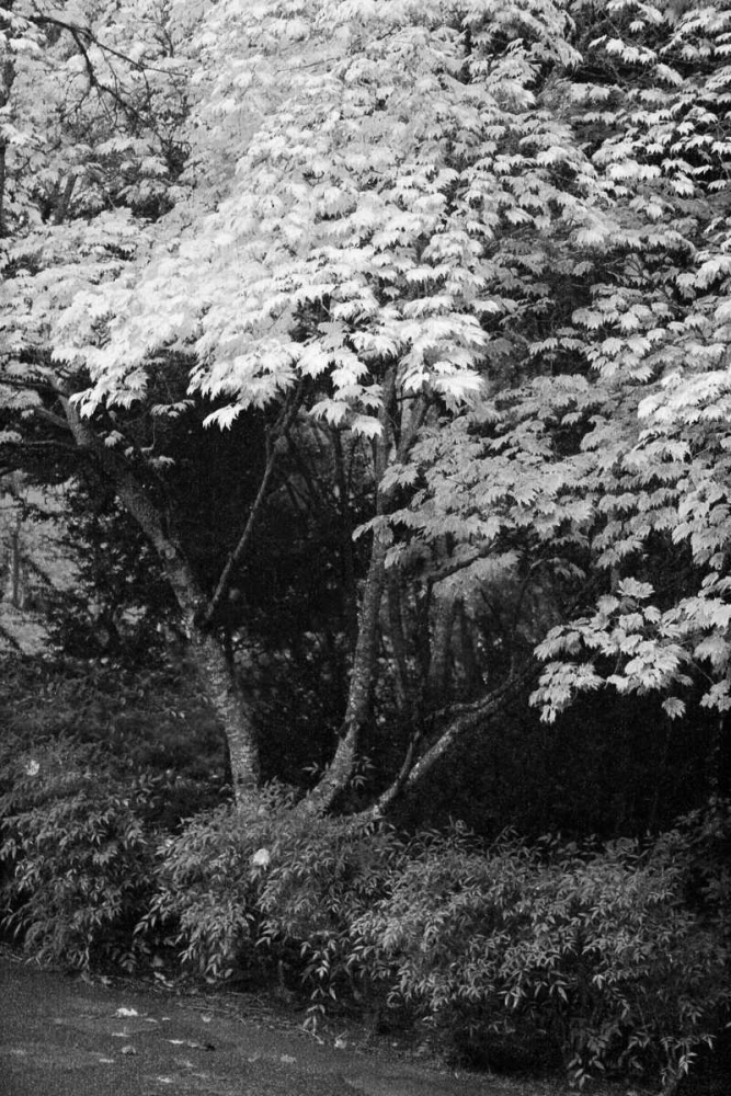 Fall Abundance IV B and W art print by Vitaly Geyman for $57.95 CAD