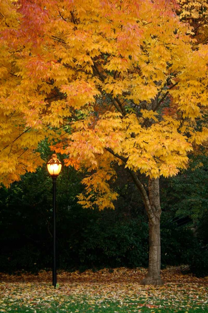 Fall Abundance IX art print by Vitaly Geyman for $57.95 CAD