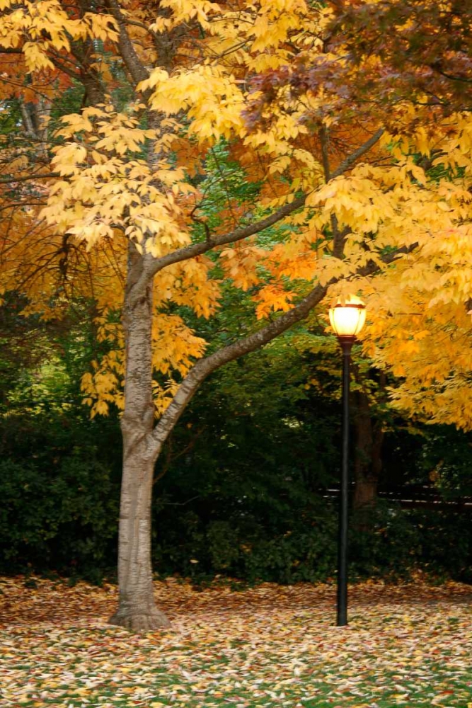 Fall Abundance X art print by Vitaly Geyman for $57.95 CAD