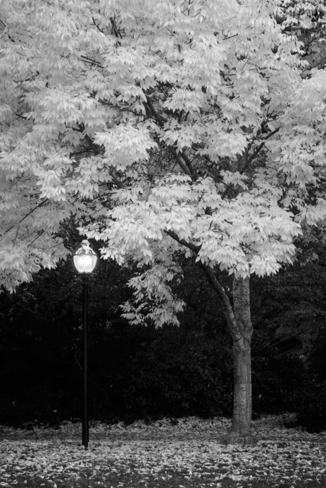 Fall Abundance IX B and W art print by Vitaly Geyman for $57.95 CAD