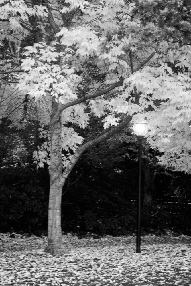 Fall Abundance X B and W art print by Vitaly Geyman for $57.95 CAD