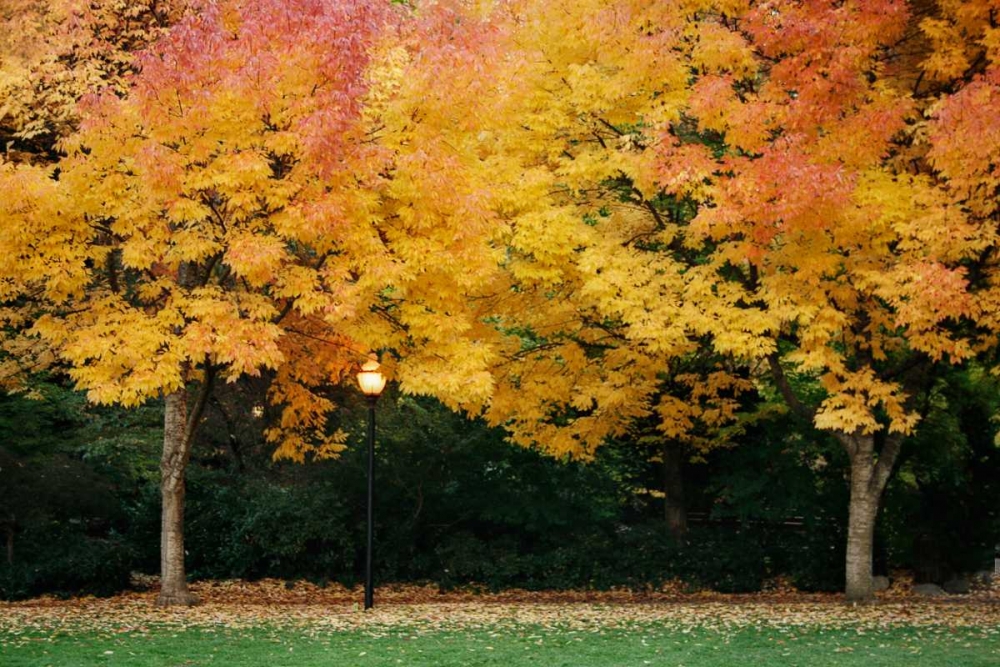 Fall Abundance V art print by Vitaly Geyman for $57.95 CAD