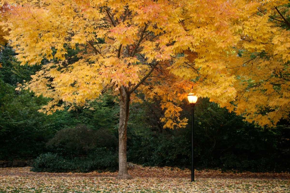 Fall Abundance VI art print by Vitaly Geyman for $57.95 CAD