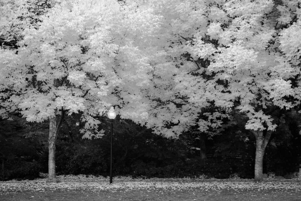 Fall Abundance V B and W art print by Vitaly Geyman for $57.95 CAD