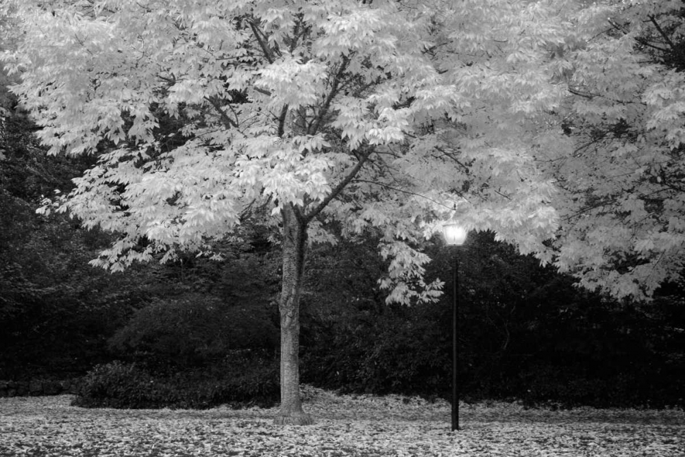 Fall Abundance VI B and W art print by Vitaly Geyman for $57.95 CAD