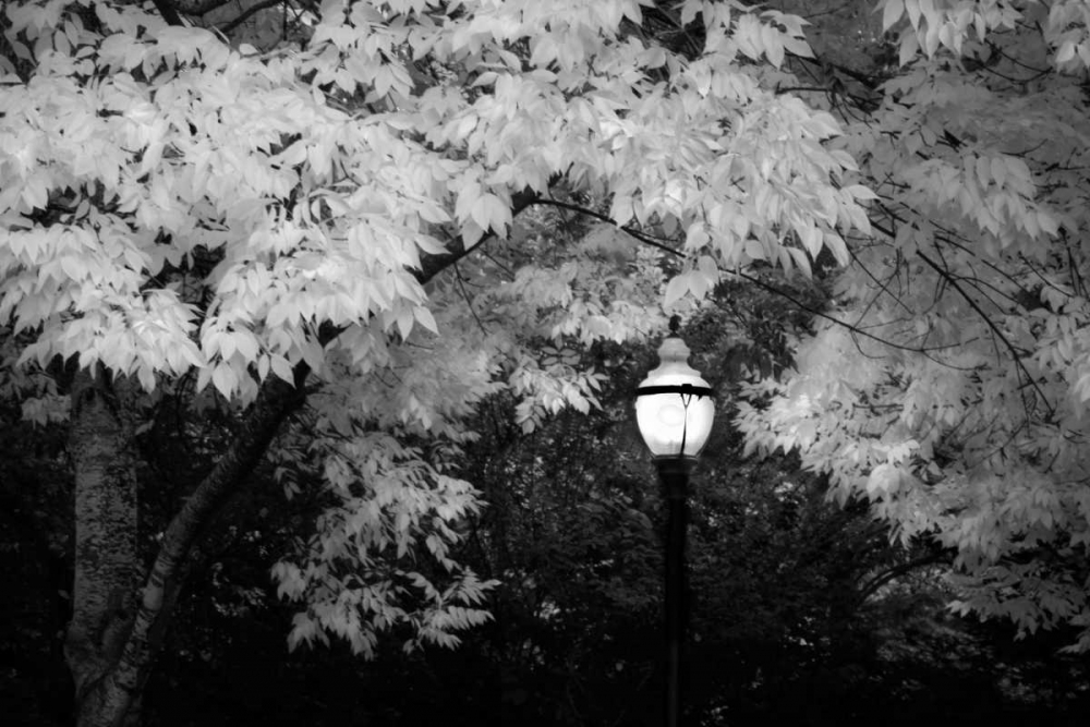 Fall Abundance VII B and W art print by Vitaly Geyman for $57.95 CAD