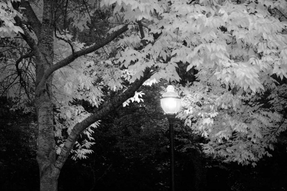 Fall Abundance VII B and W art print by Vitaly Geyman for $57.95 CAD