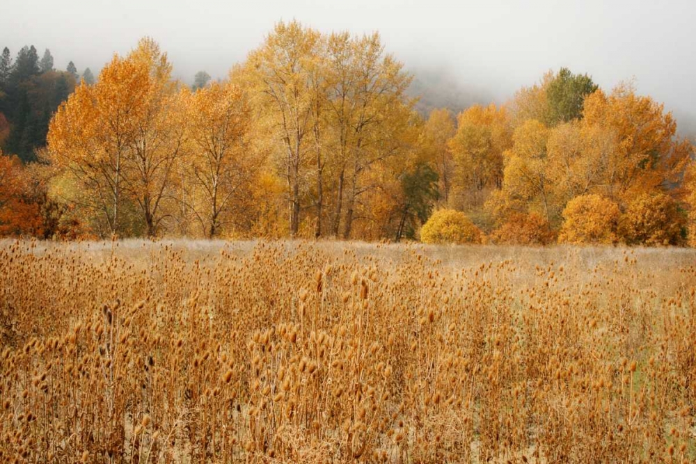 Field of Gold I art print by Vitaly Geyman for $57.95 CAD