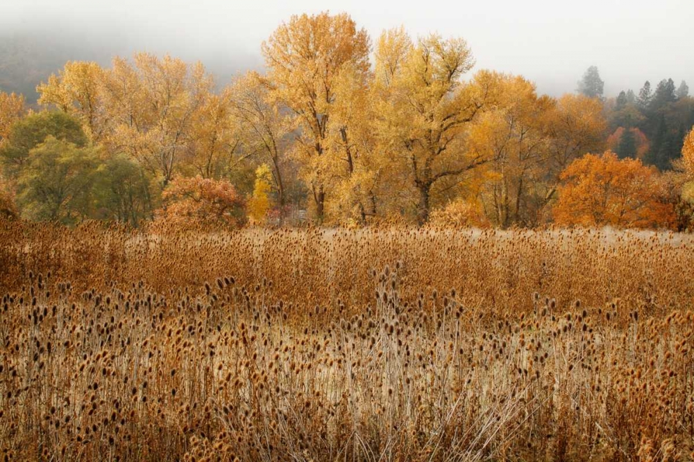 Field of Gold II art print by Vitaly Geyman for $57.95 CAD