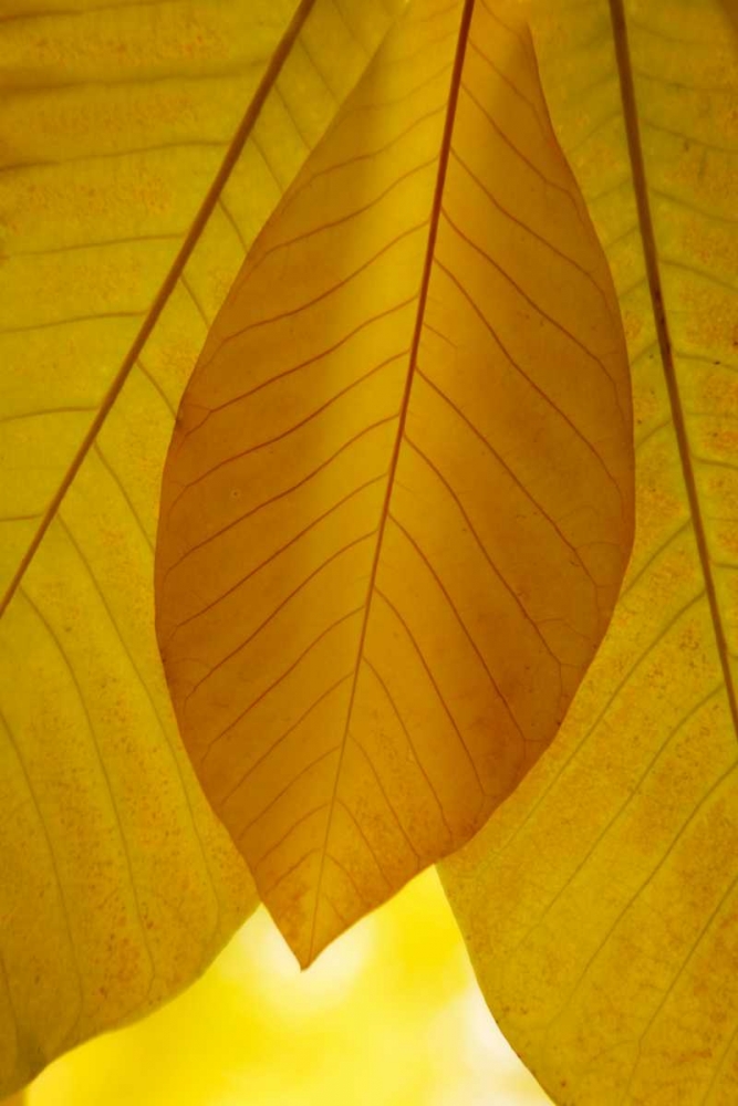 Golden Leafs I art print by Vitaly Geyman for $57.95 CAD