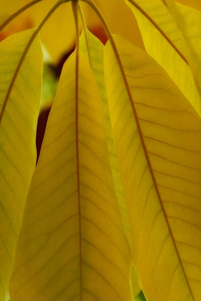 Golden Leafs II art print by Vitaly Geyman for $57.95 CAD