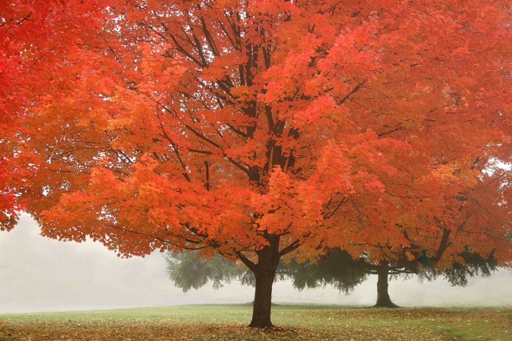 Fall Beauty I art print by Vitaly Geyman for $57.95 CAD