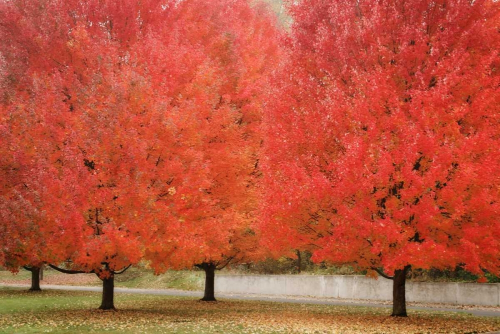 Fall Beauty II art print by Vitaly Geyman for $57.95 CAD