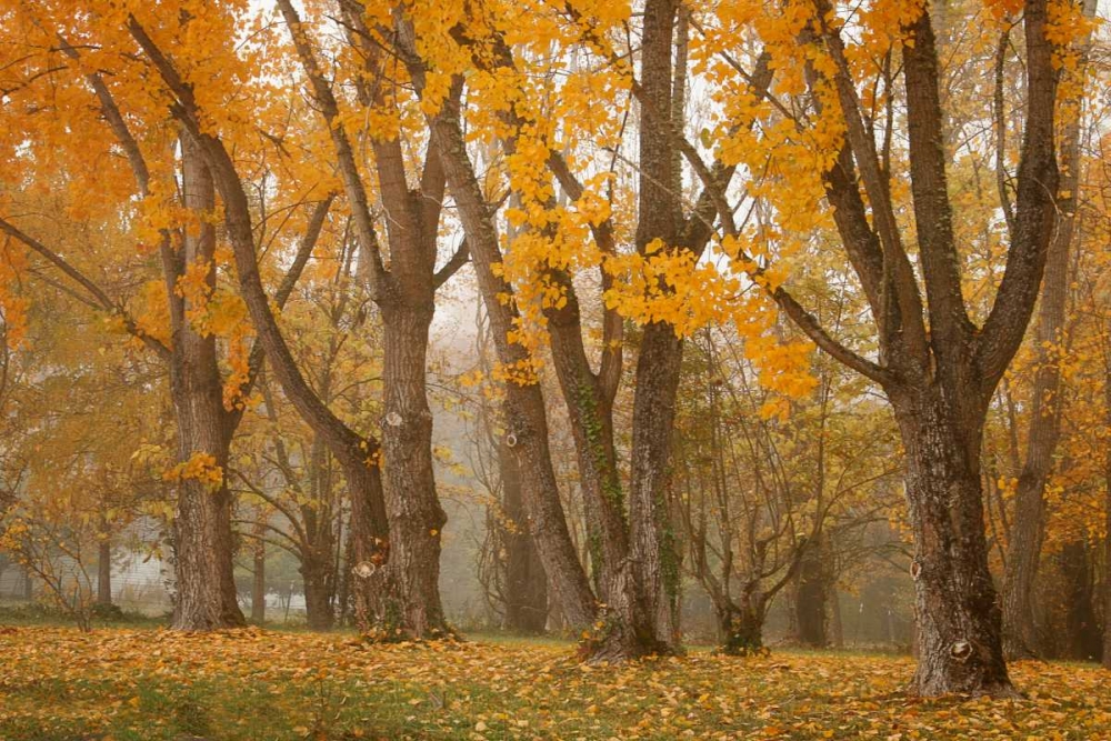 Maple Parade I art print by Vitaly Geyman for $57.95 CAD