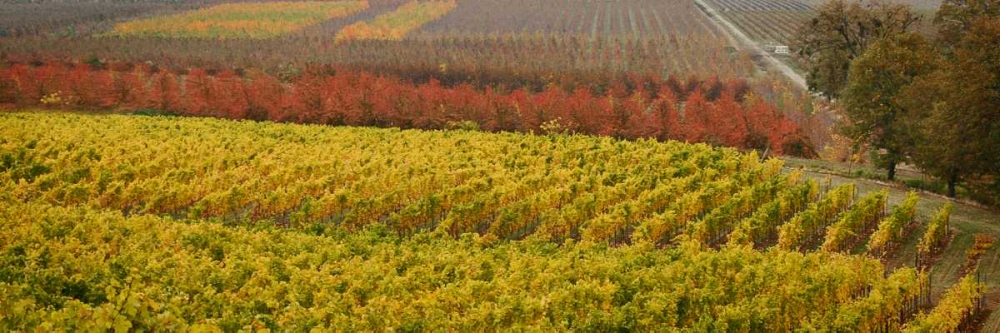 Vineyard art print by Vitaly Geyman for $57.95 CAD