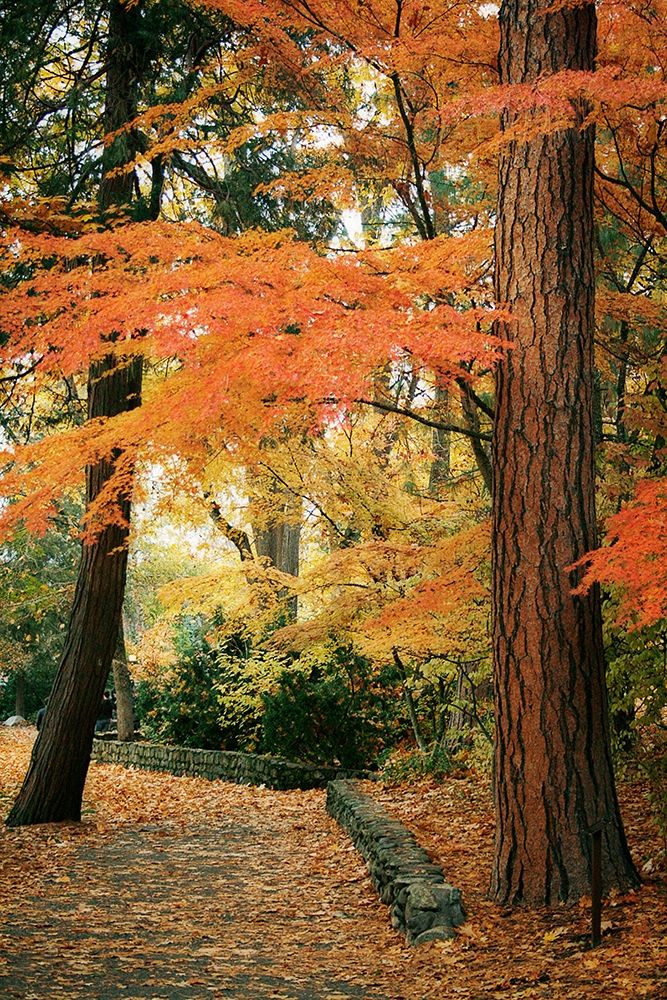 Fall Colors I art print by Vitaly Geyman for $57.95 CAD